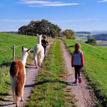 Alpakas in Meikirch bei Bern