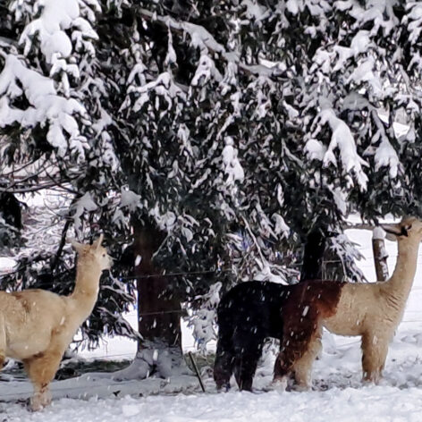 Alpakas im Schnee